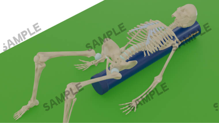 骨格モデルがストレッチポールに横臥して置かれているSAMPLE画像
