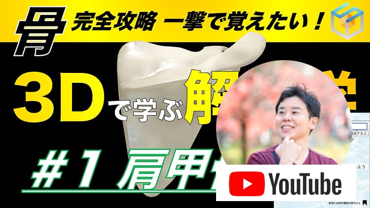 左から順に筋肉の前面・背面、骨格の前面・背面を示す人体解剖図。各層を回転させて見られる構造